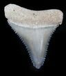 Beautiful, Fossil Great White Shark Tooth - Florida #34779-1